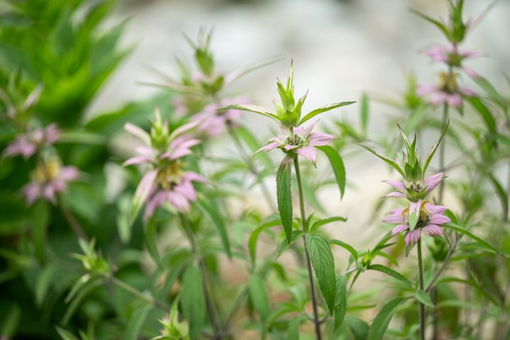 20250708_NatureWalk_pCherylynnTsushima_0012