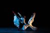 Eisenhower Dance Detroit's Isabella Marina Varon and Alex Hlavaty; Allison Armfield photo
